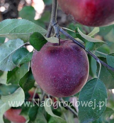 Jabłoń ‚Malinówka’