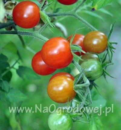 Pomidor ‚Koralik’