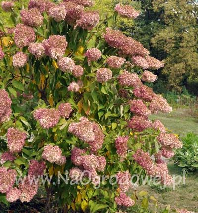 Hortensja bukietowa 'Grandiflora’