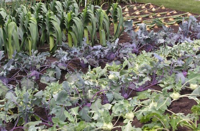 Uprawa warzyw z własnej rozsady
