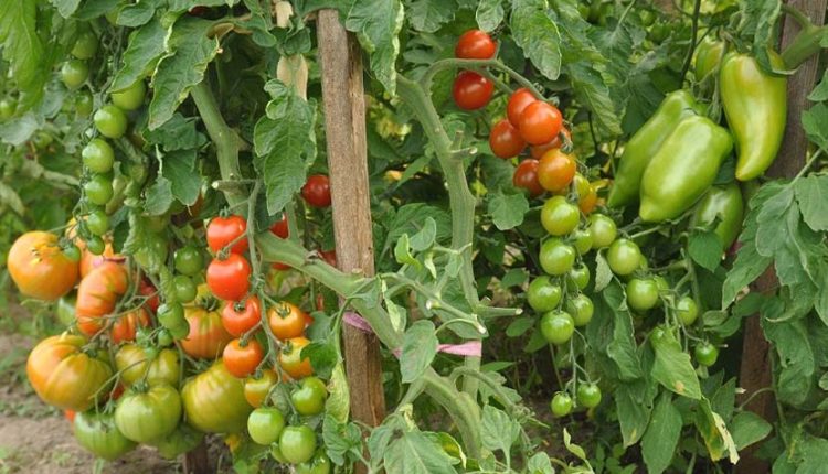 Jak uprawiać szczepione pomidory w gruncie