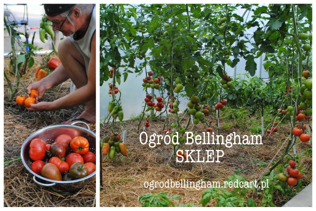 Pomidorowy konkurs Kasi i Andrew Bellingham  – wygraj szczepione pomidory w naszym wiosennym konkursie